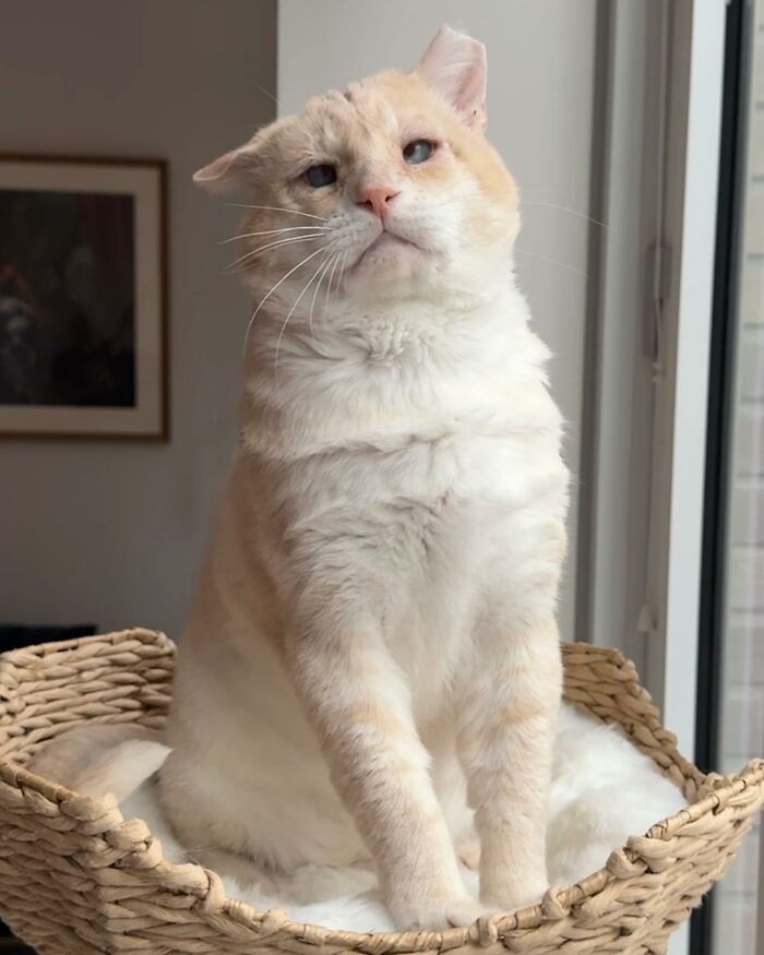 From Feral To House Cat: Transformation Story Of A Gentle Cat That Didn&rsquo;t Fit In With Others