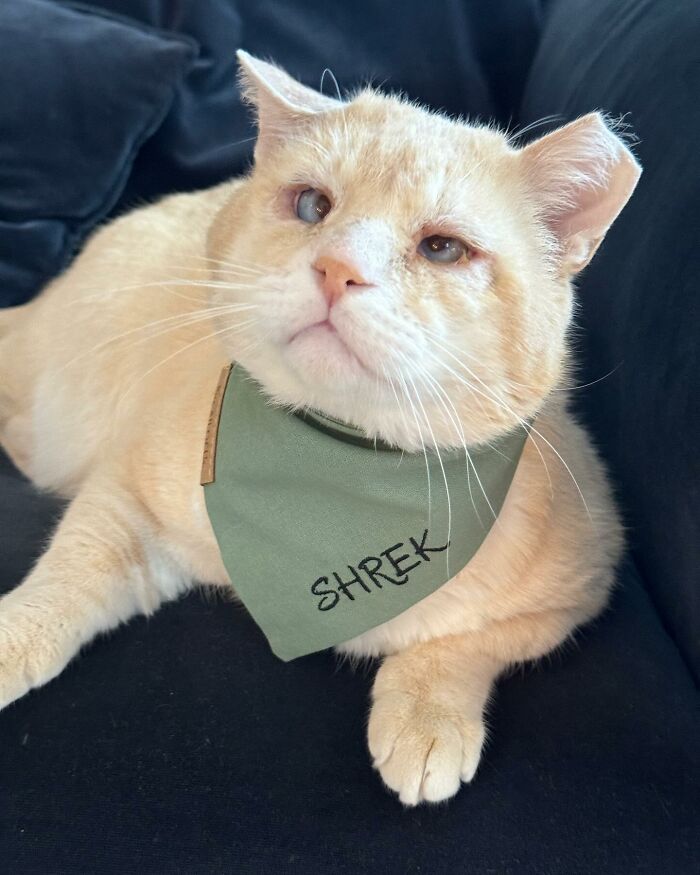 From Feral To House Cat: Transformation Story Of A Gentle Cat That Didn&rsquo;t Fit In With Others