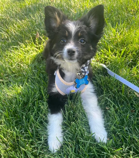 Miniature Australian Shepherd puppy with black and white fur sitting on green grass wearing a pastel harness.