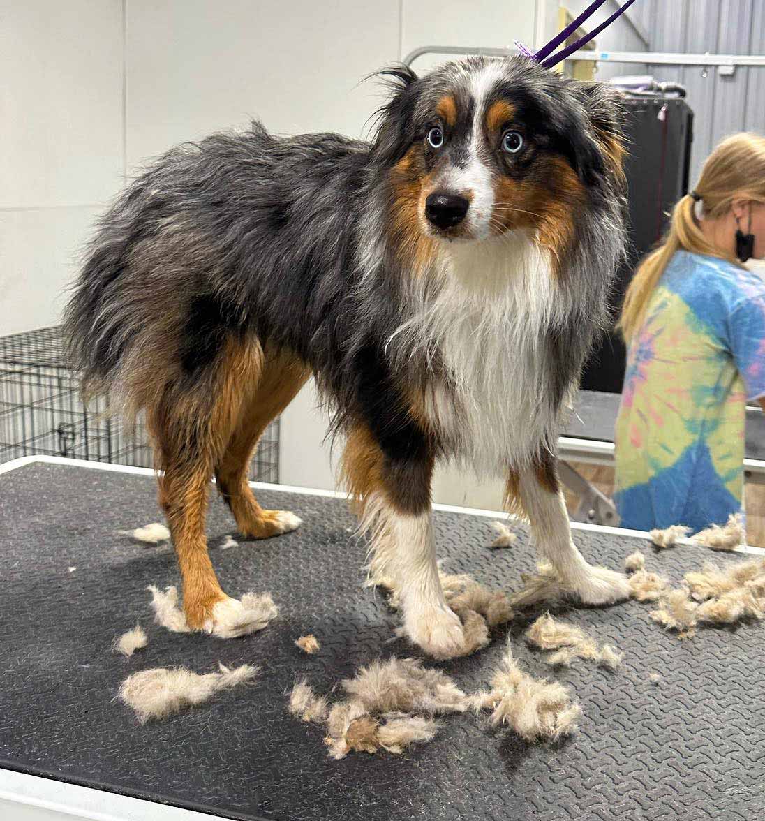 Miniature Australian Shepherd on grooming table with fur clippings, showcasing its distinct coat and blue eyes.