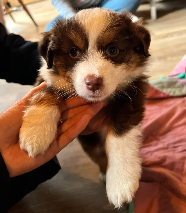 Miniature Australian Shepherd puppy being held gently in hands indoors.