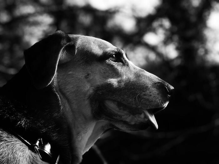 In The Waning Days Of Winter, We Made A Pilgrimage To Say Goodbye To Our Beautiful Dog (10 Pics) In The Waning Days Of Winter, We Made A Pilgrimage To Say Goodbye To Our Beautiful Dog (10 Pics)