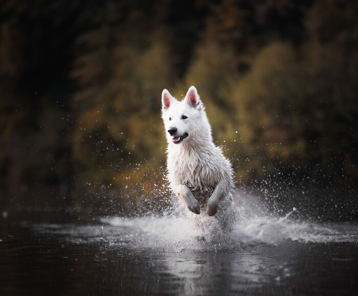 A Photograph Of A Dog