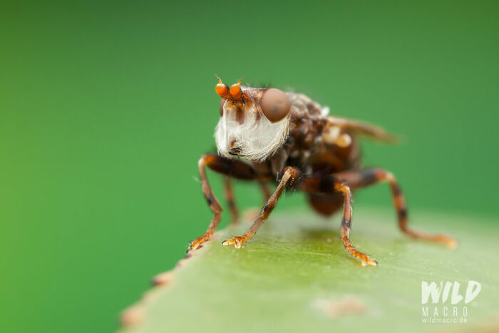 Christian Brokes's Stunning Macro Photography With Godox V1