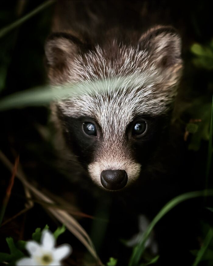 Ossi Saarinen's Wild Photography