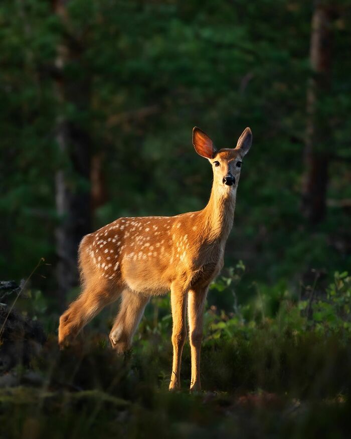 Ossi Saarinen's Wild Photography