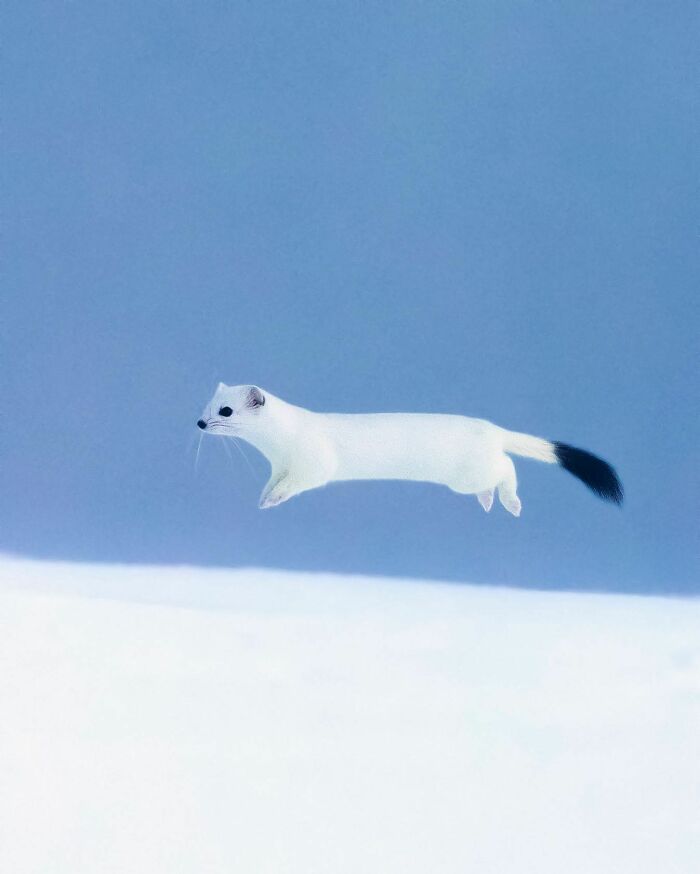 Ossi Saarinen's Wild Photography