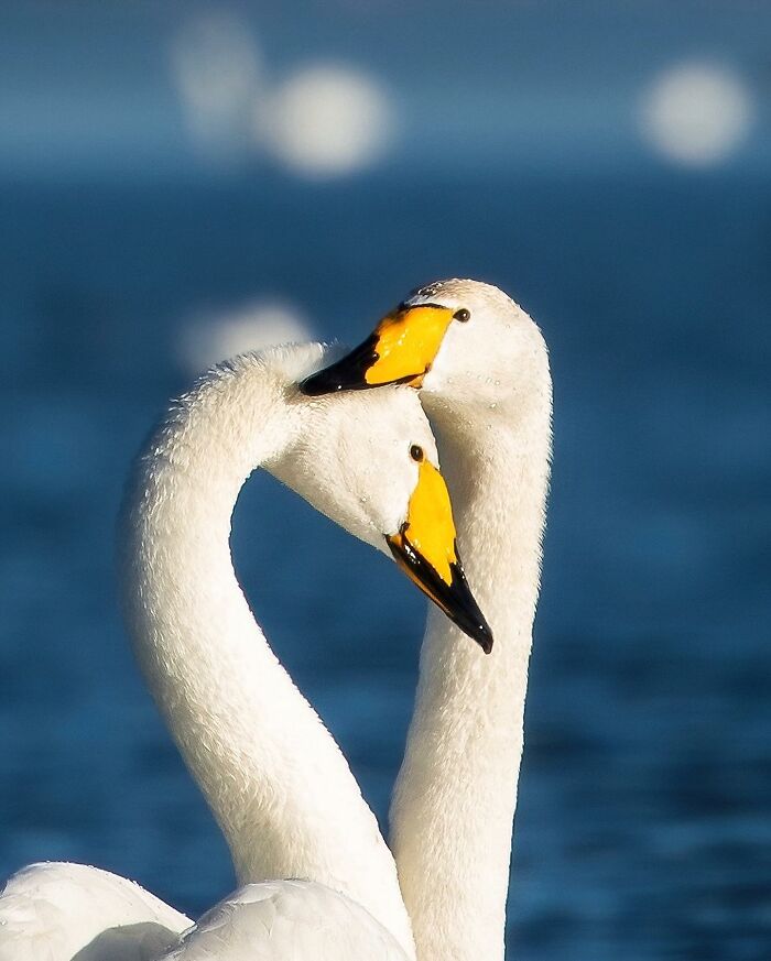 Ossi Saarinen's Wild Photography