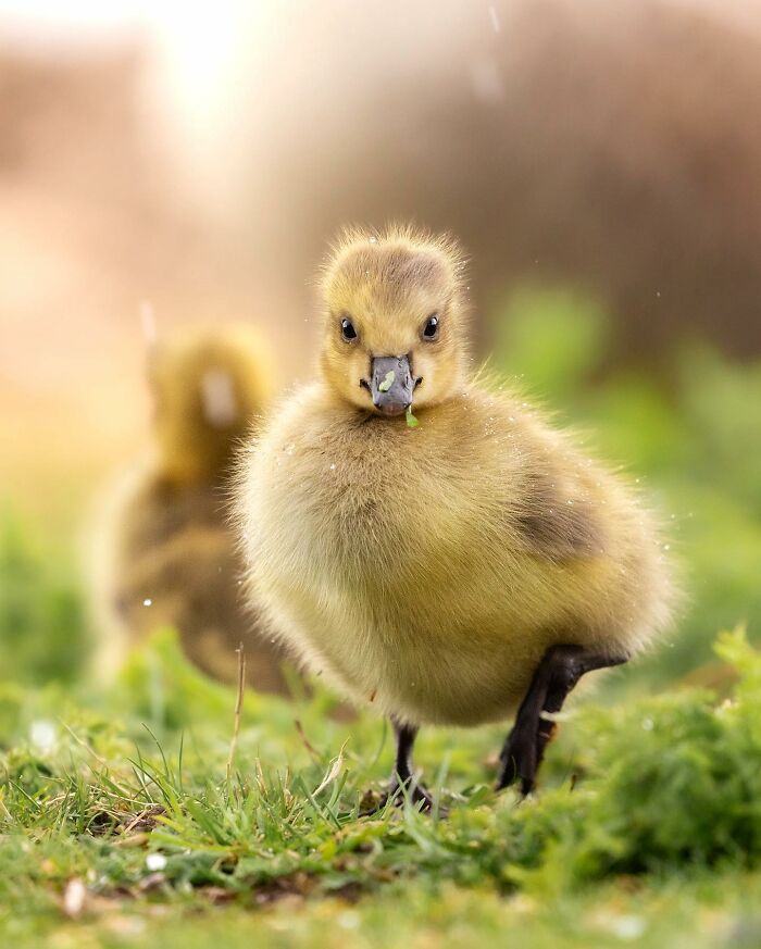 Ossi Saarinen's Wild Photography