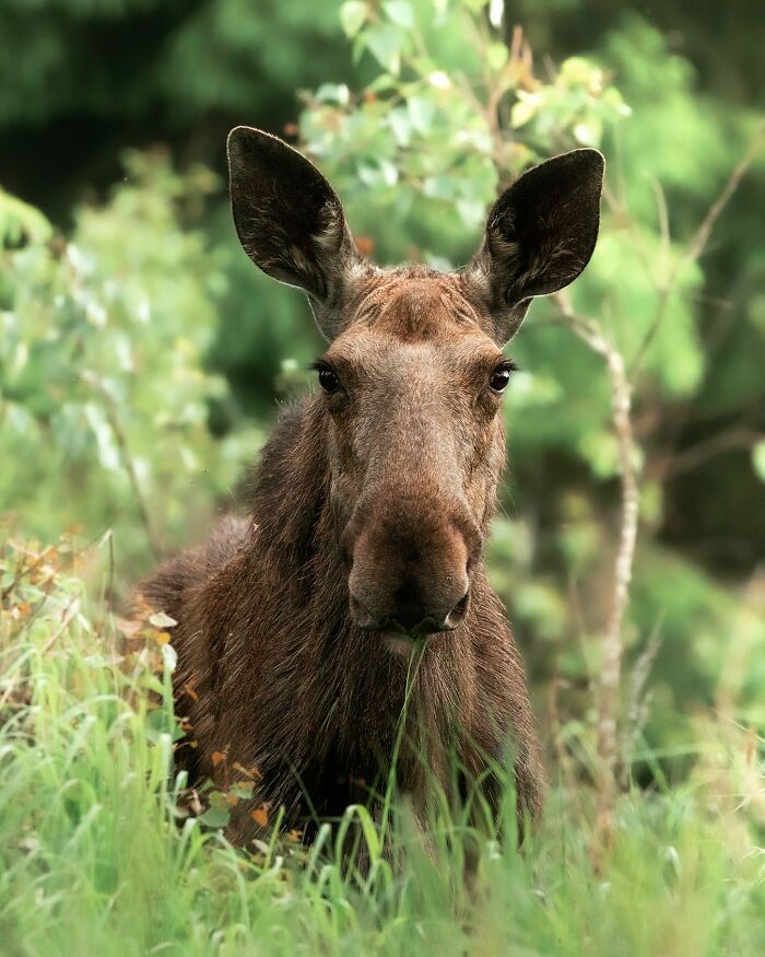 Ossi Saarinen's Wild Photography