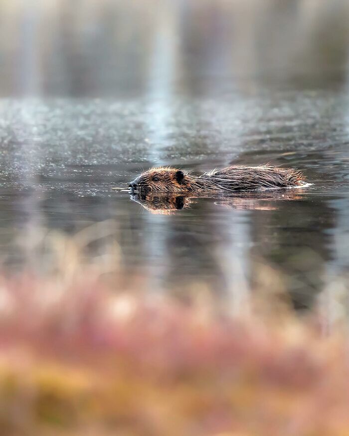 Ossi Saarinen's Wild Photography