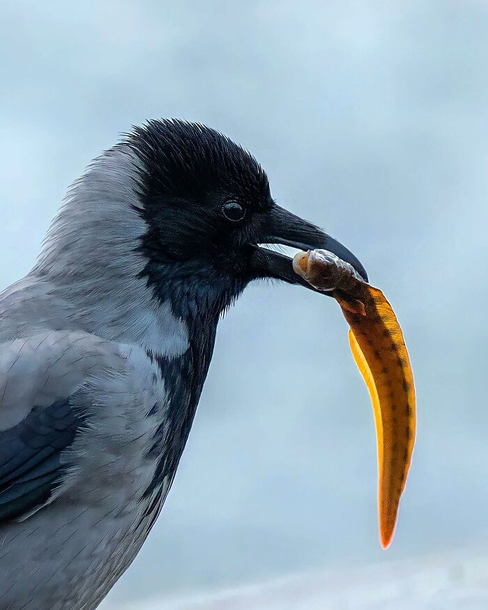 Ossi Saarinen's Wild Photography