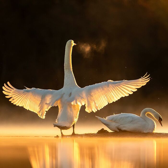 Ossi Saarinen's Wild Photography