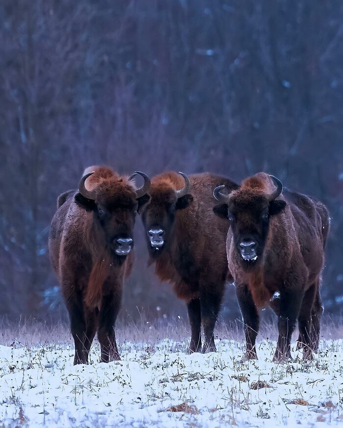 Ossi Saarinen's Wild Photography