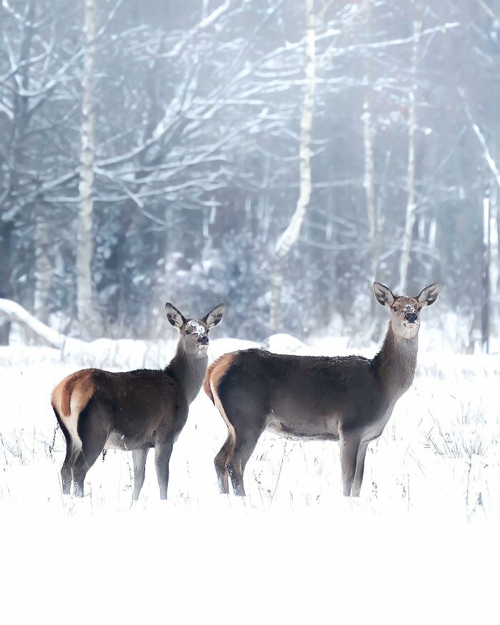 Ossi Saarinen's Wild Photography