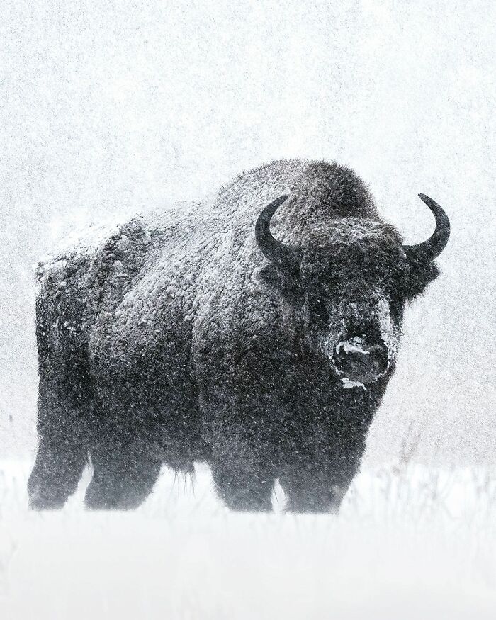 Ossi Saarinen's Wild Photography