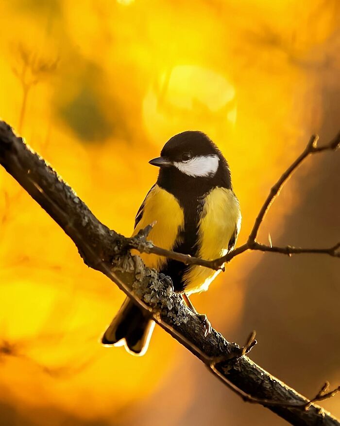 Ossi Saarinen's Wild Photography