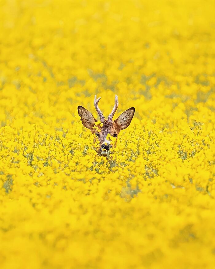 Ossi Saarinen's Wild Photography