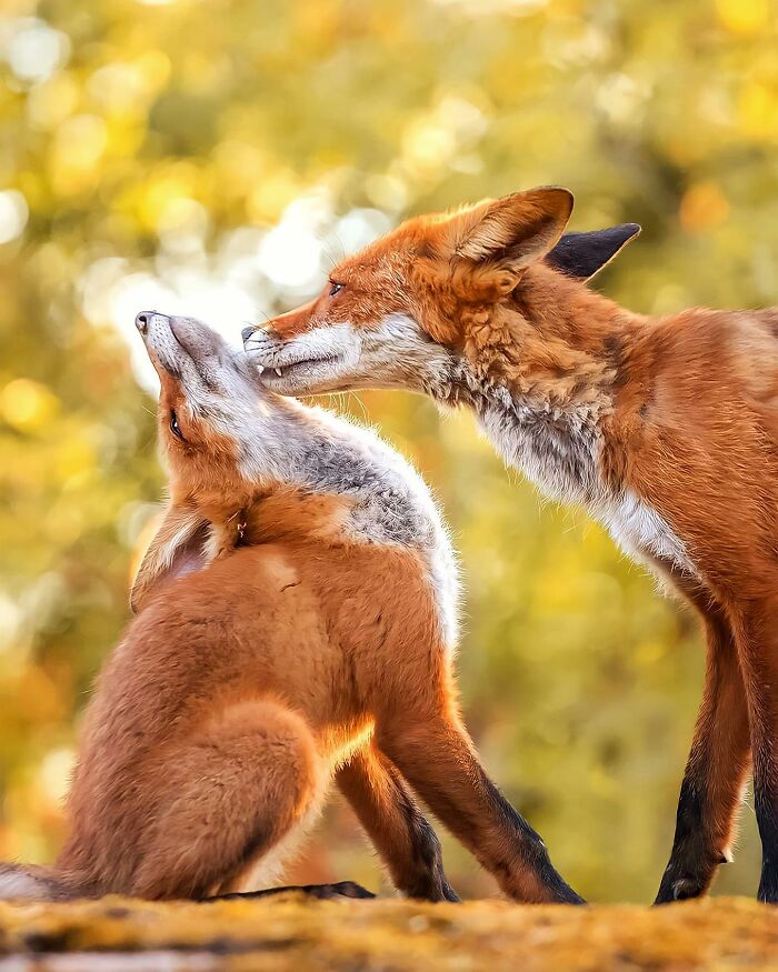 Ossi Saarinen's Wild Photography