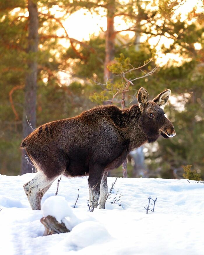 Ossi Saarinen's Wild Photography
