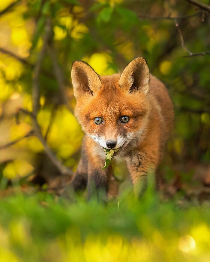 Ossi Saarinen's Wild Photography