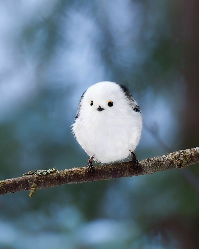 Ossi Saarinen's Wild Photography