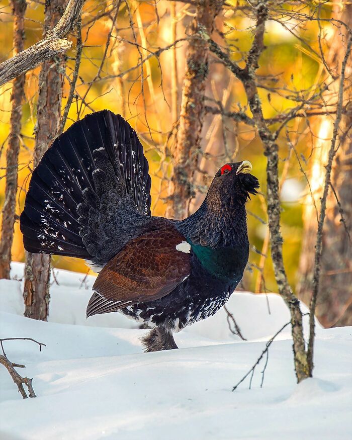 Ossi Saarinen's Wild Photography