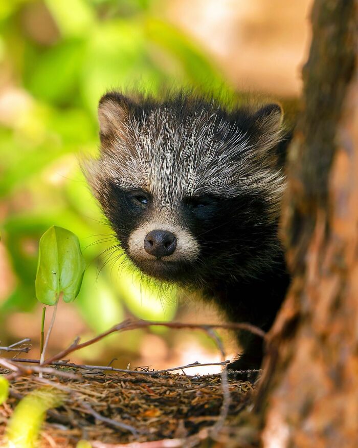 Ossi Saarinen's Wild Photography