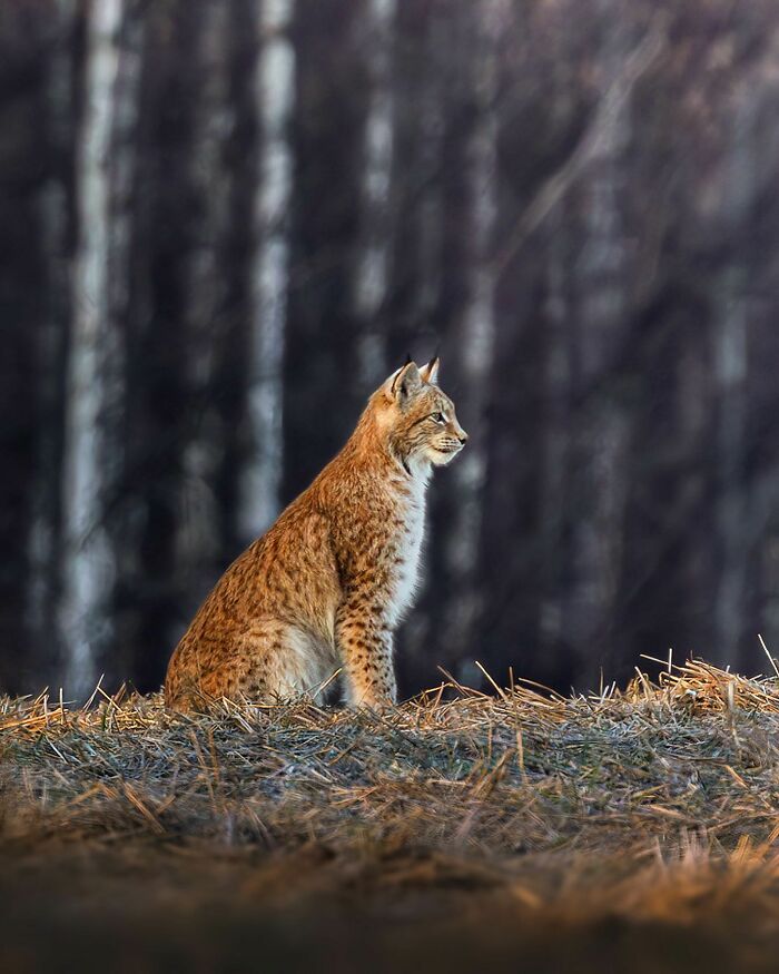 Ossi Saarinen's Wild Photography