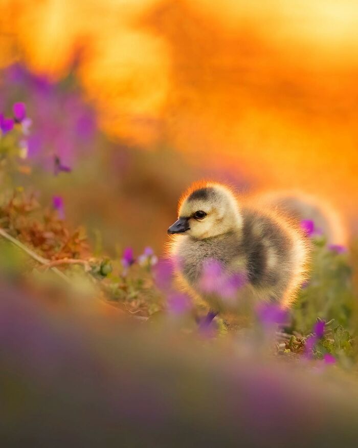 Ossi Saarinen's Wild Photography