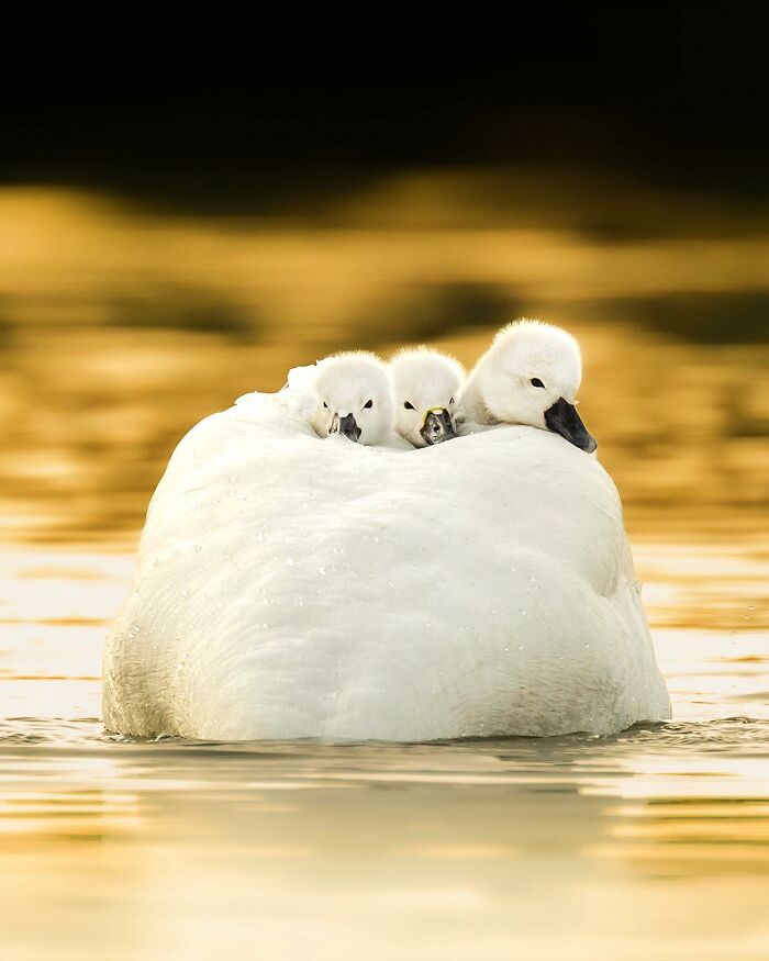 Ossi Saarinen's Wild Photography