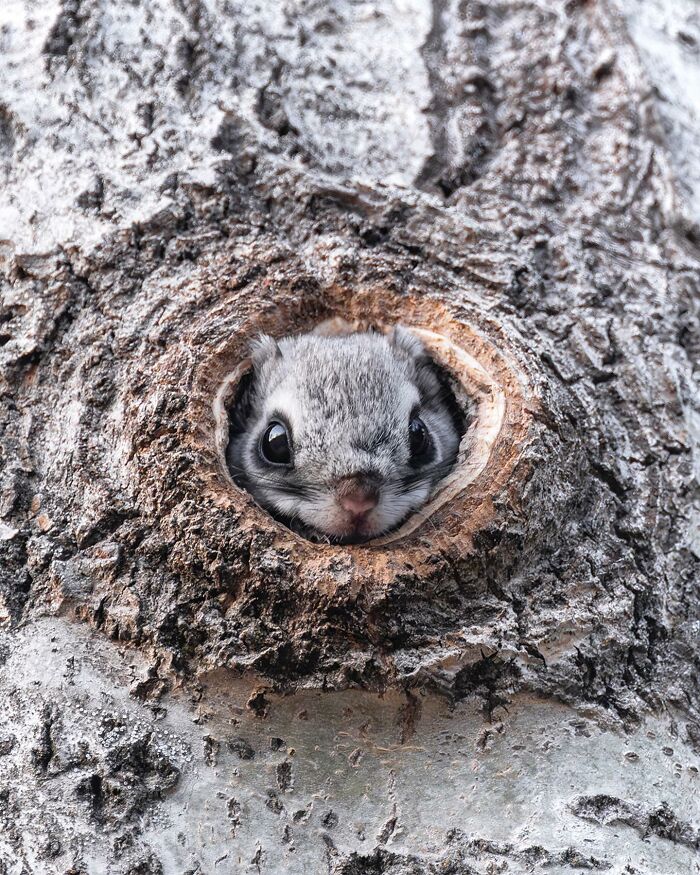 Ossi Saarinen's Wild Photography