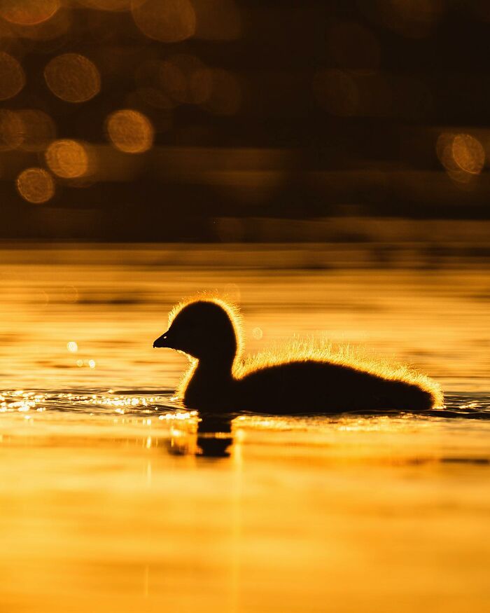 Ossi Saarinen's Wild Photography