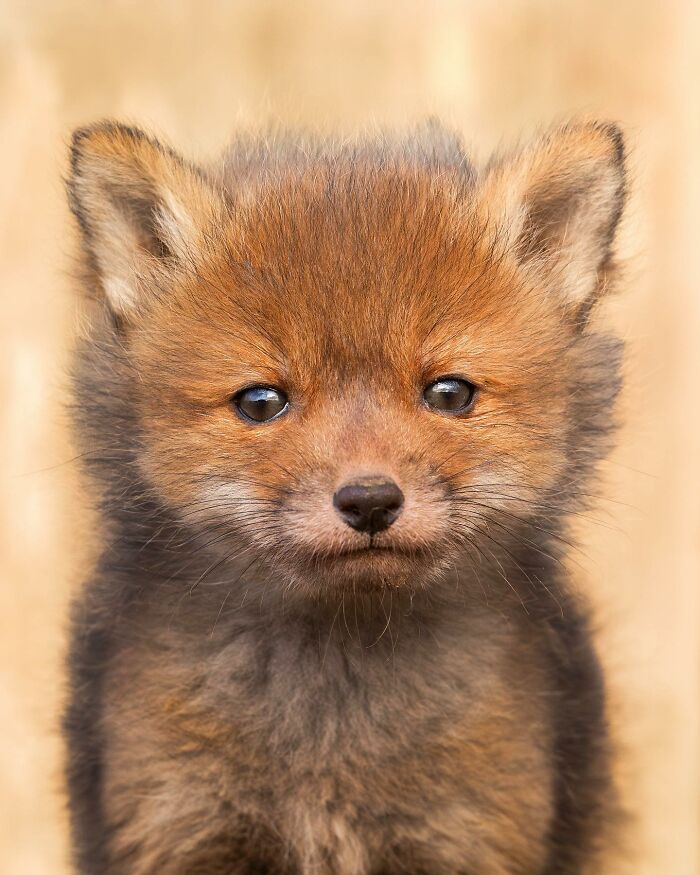 Ossi Saarinen's Wild Photography