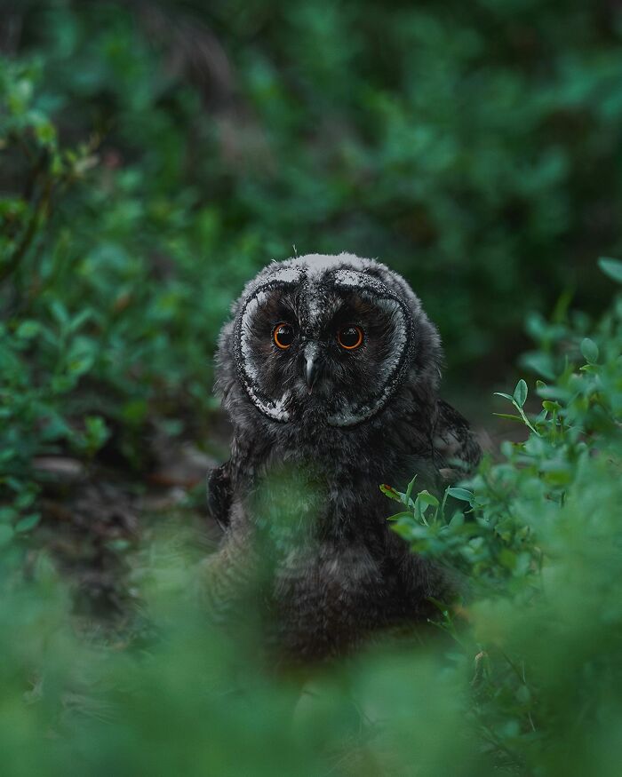 Ossi Saarinen's Wild Photography