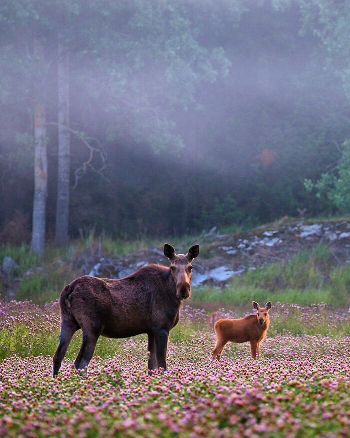 Ossi Saarinen's Wild Photography