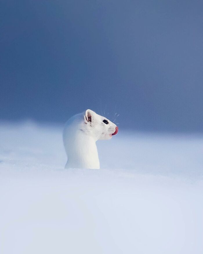 Ossi Saarinen's Wild Photography