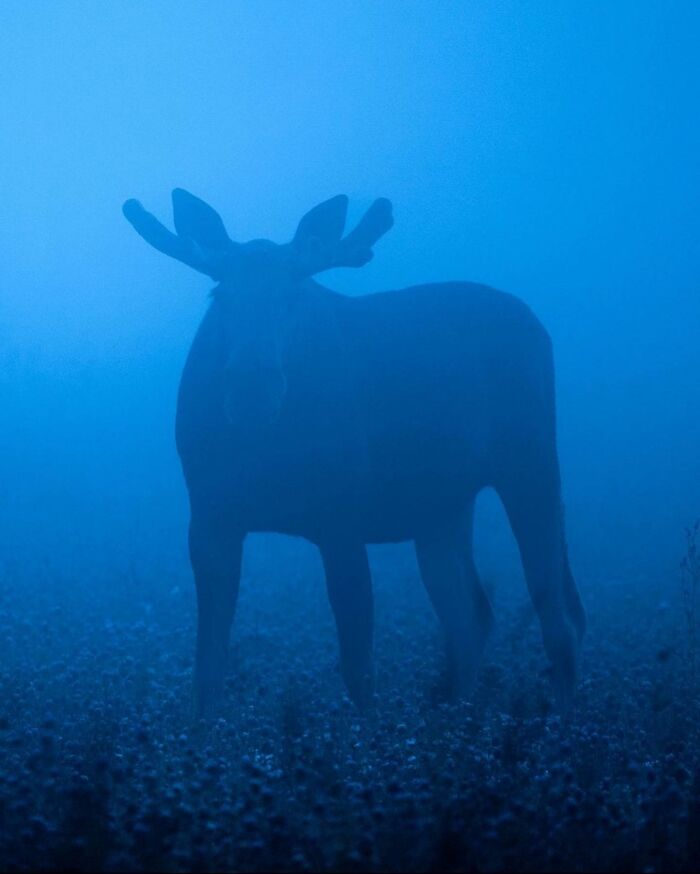 Ossi Saarinen's Wild Photography