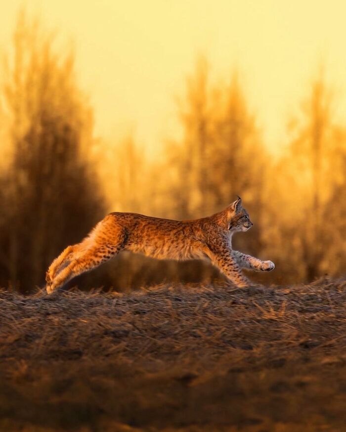 Ossi Saarinen's Wild Photography