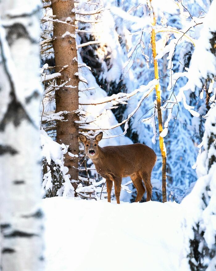 Ossi Saarinen's Wild Photography