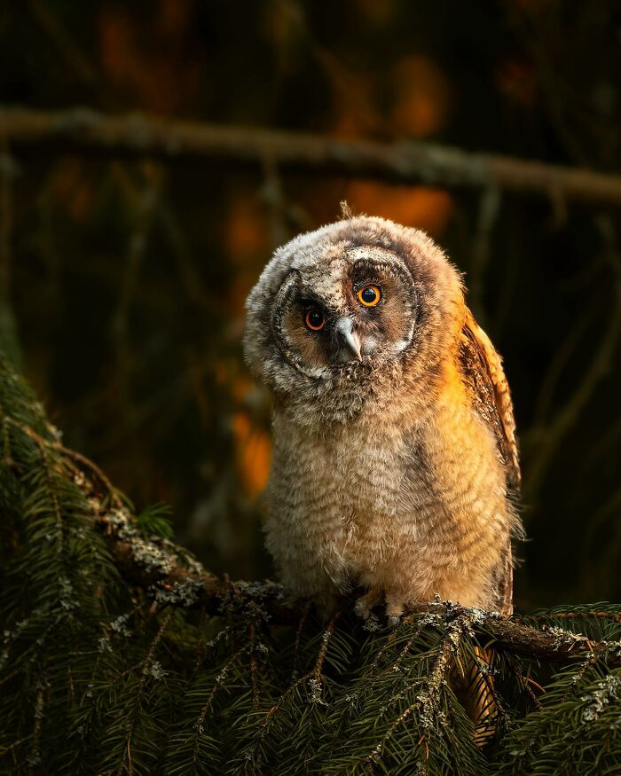 Ossi Saarinen's Wild Photography