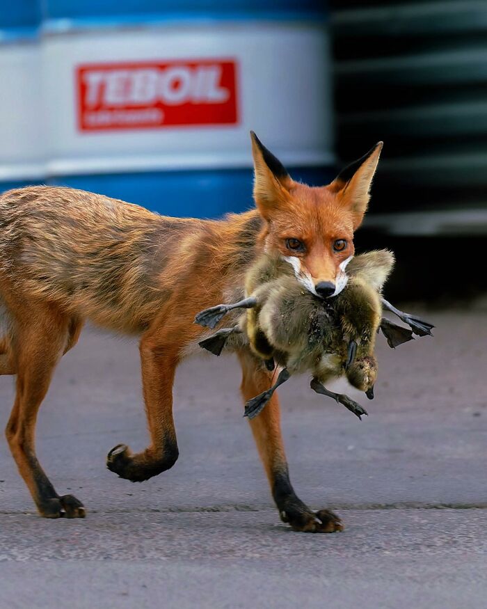 Ossi Saarinen's Wild Photography