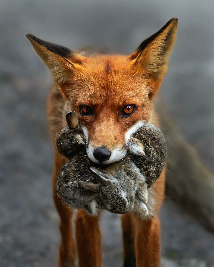 Ossi Saarinen's Wild Photography