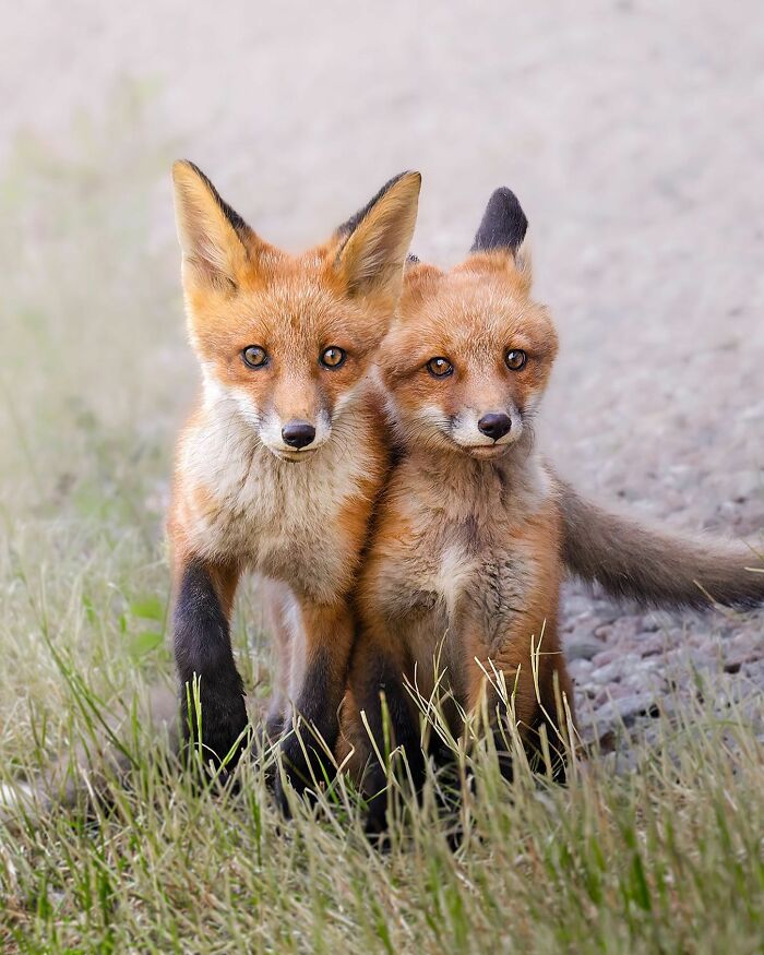 Ossi Saarinen's Wild Photography