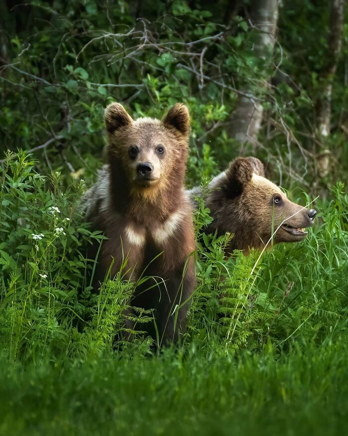 Ossi Saarinen's Wild Photography