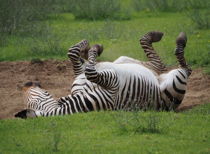 Stripey Horse Type Thing I Saw At An Animal Museum