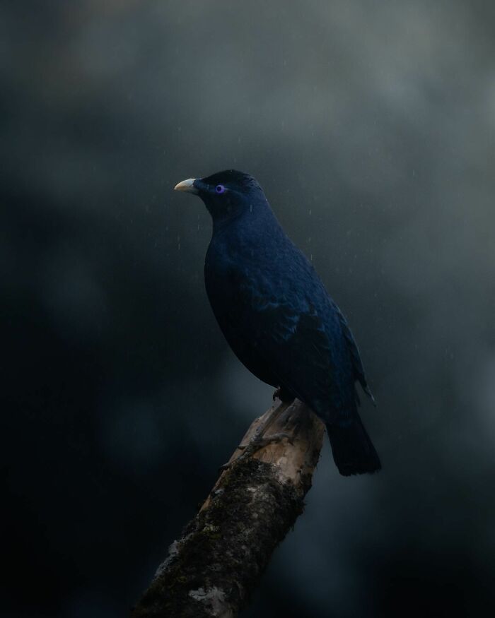 A Photograph Of A Bird