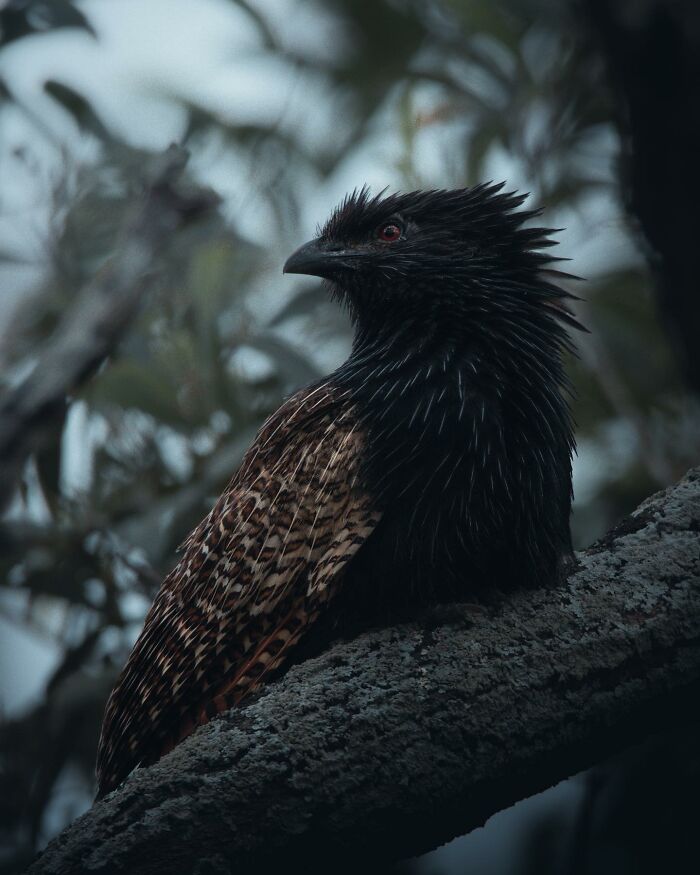 A Photograph Of A Bird