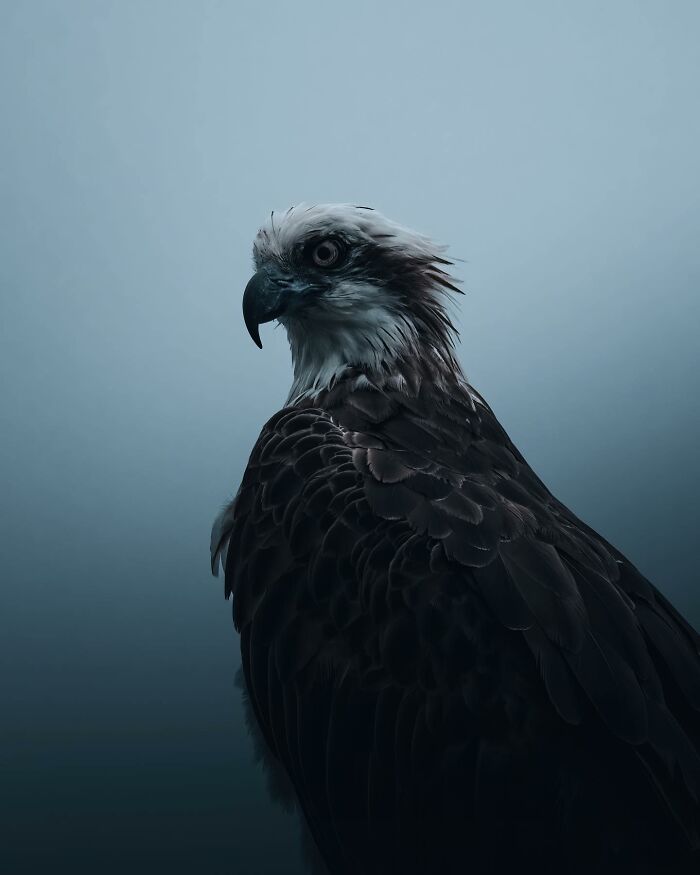 A Photograph Of A Bird