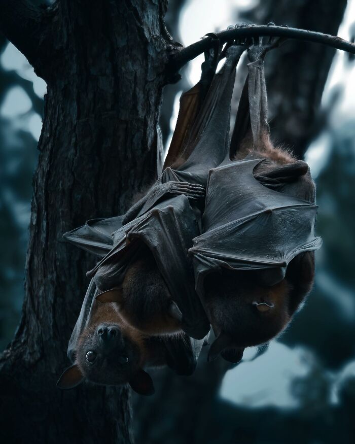 A Photograph Of A Bat